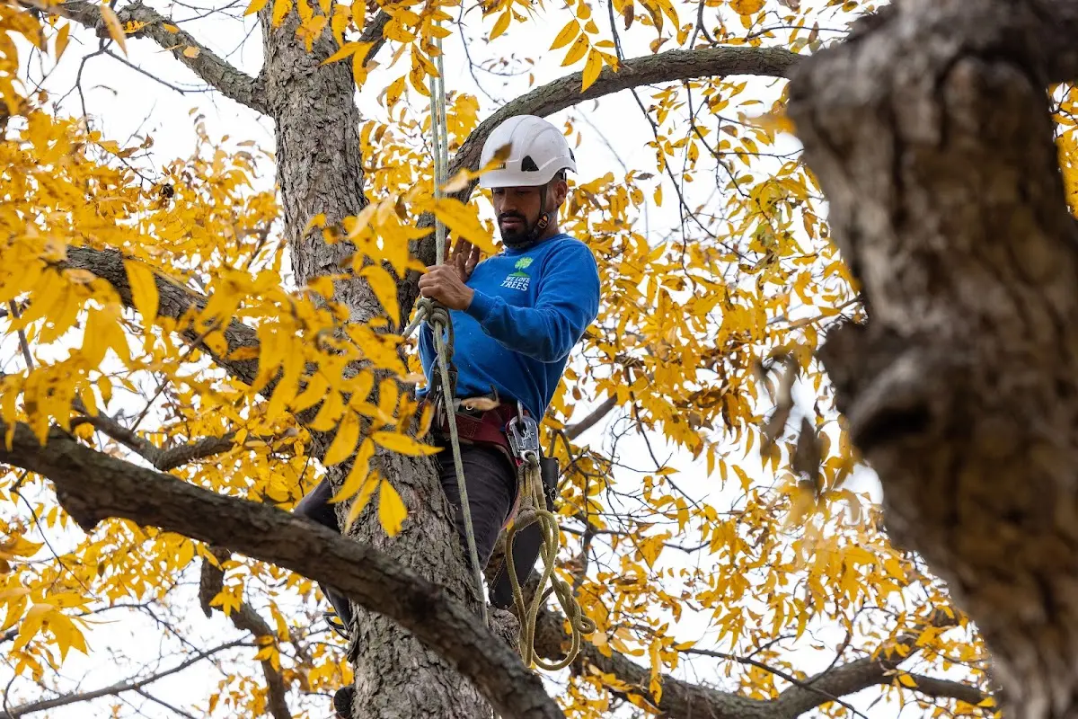 Skilled Tree Transplanting crew working in San Mateo